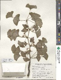 Ginkgo biloba image