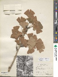 Ginkgo biloba image