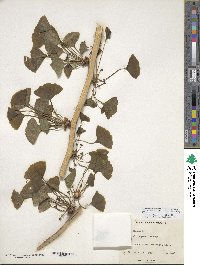 Ginkgo biloba image