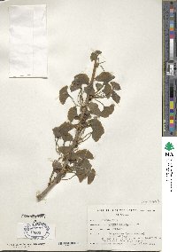 Ginkgo biloba image