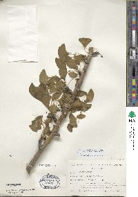Ginkgo biloba image