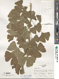 Ginkgo biloba image