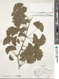 Ginkgo biloba image