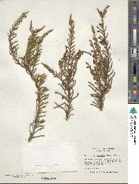 Microcachrys tetragona image