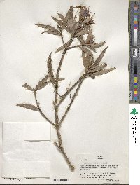 Image of Podocarpus matudae