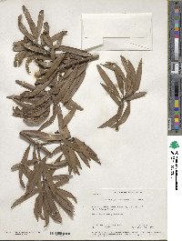 Podocarpus coriaceus image