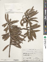 Podocarpus coriaceus image