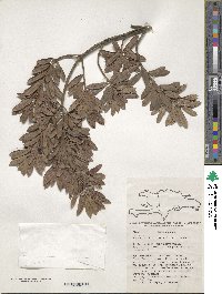 Image of Podocarpus hispaniolensis