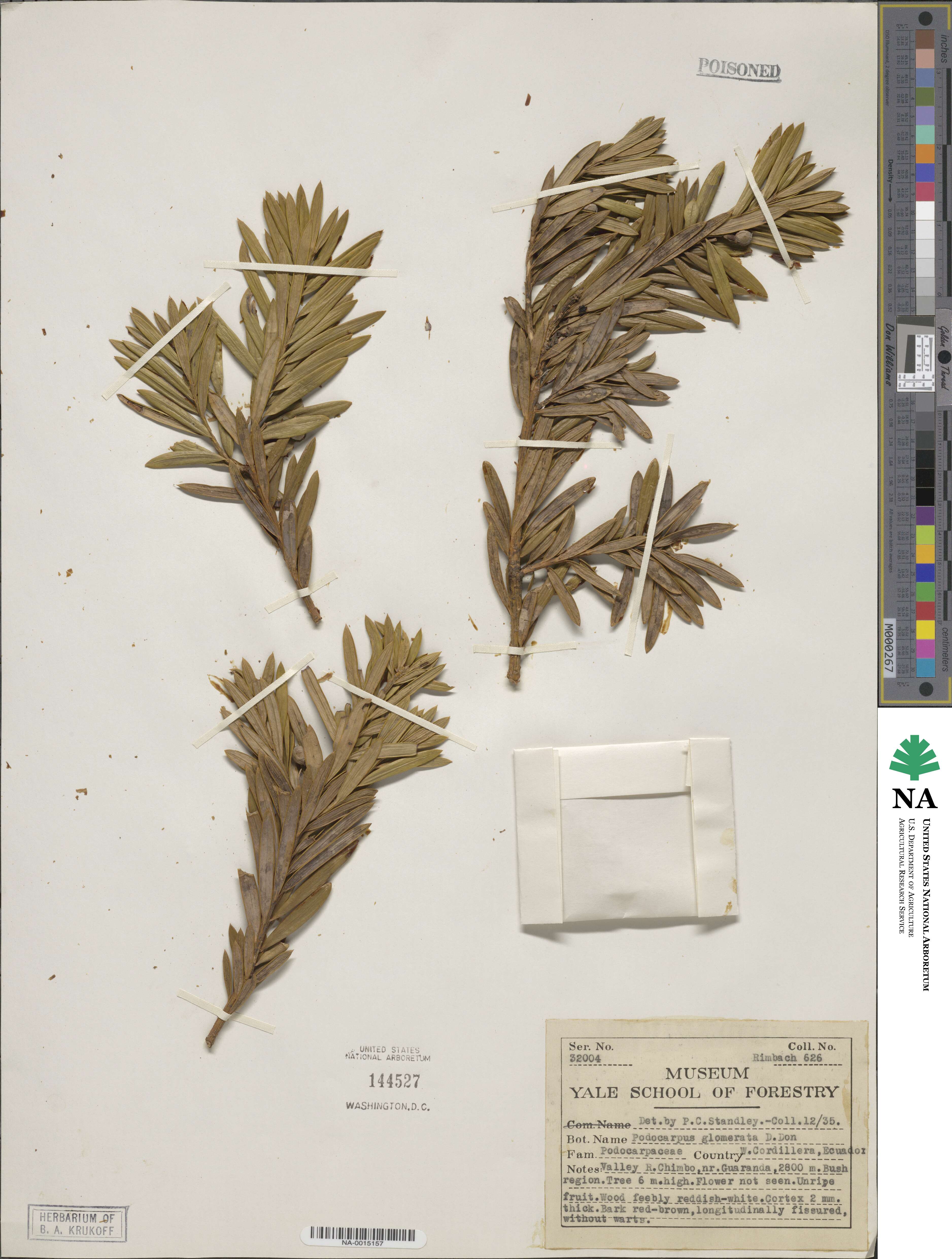 Podocarpus glomeratus image