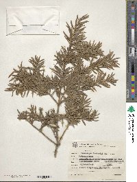 Podocarpus lambertii image