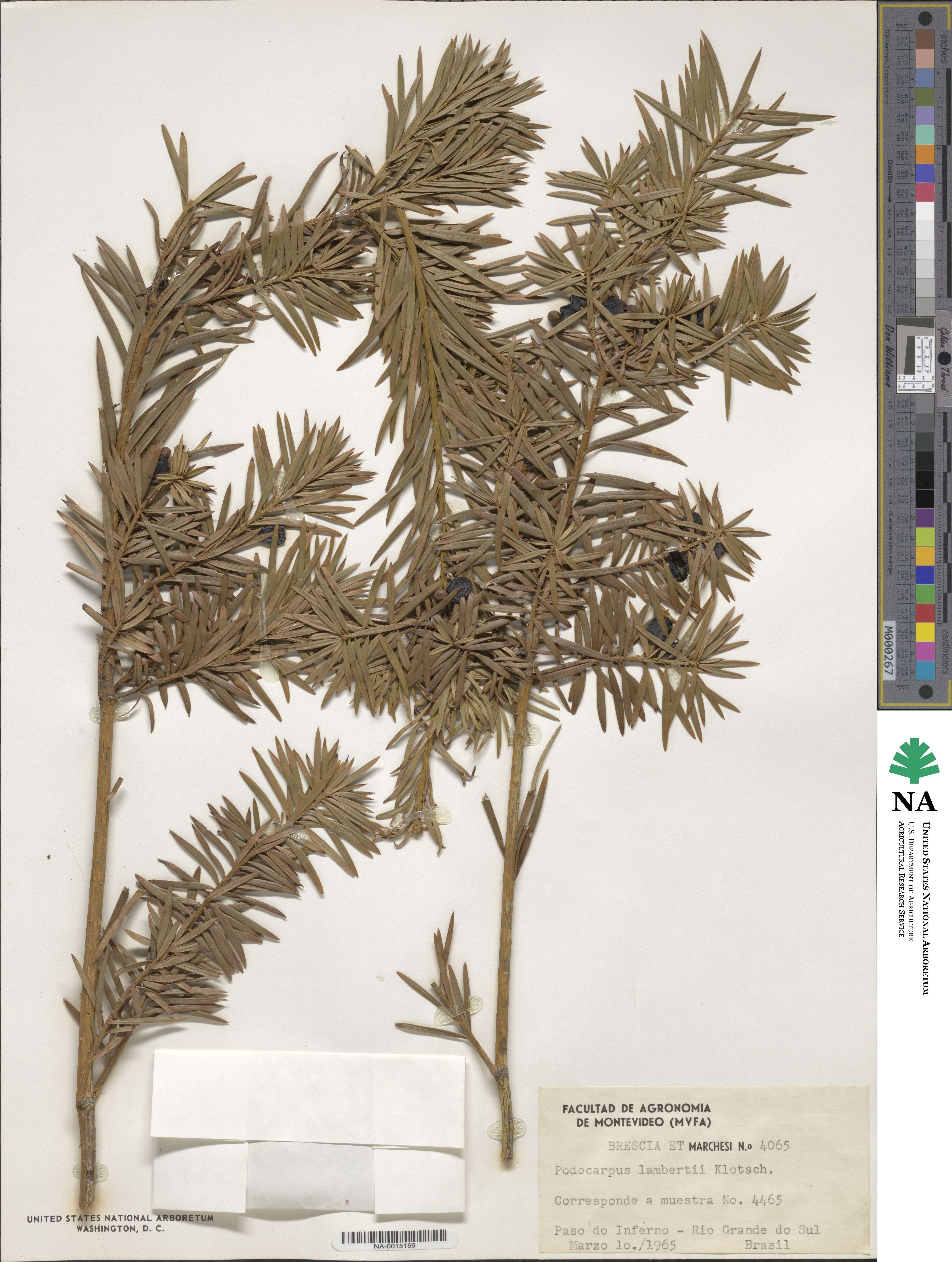 Podocarpus lambertii image