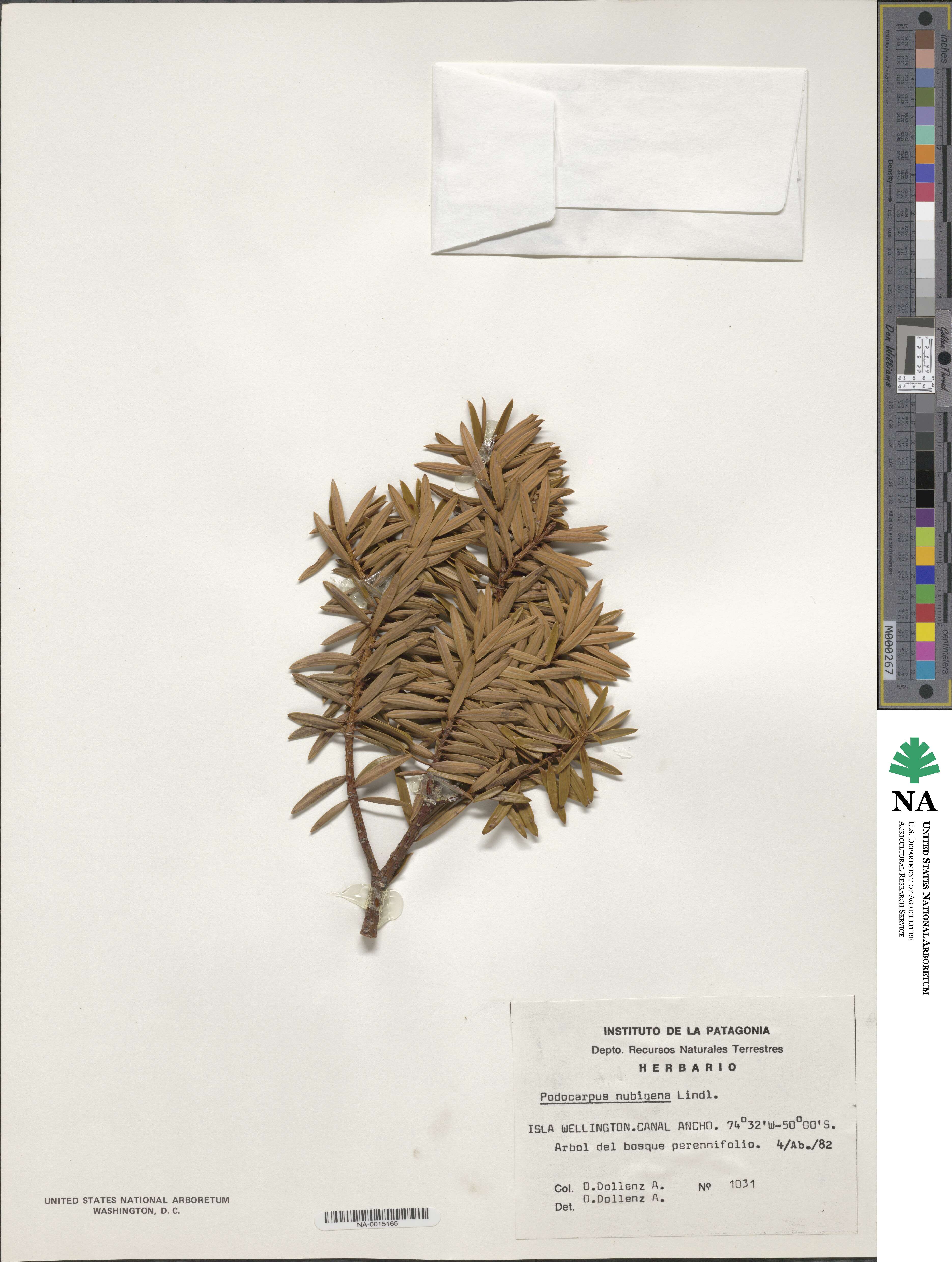 Podocarpus nubigenus image