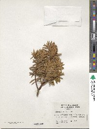 Podocarpus nubigenus image