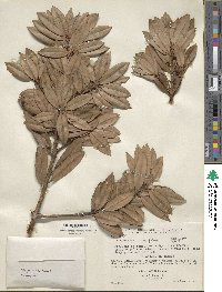 Podocarpus magnifolius image