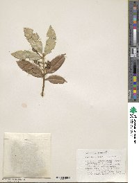 Podocarpus magnifolius image