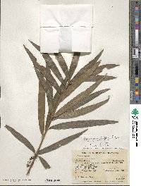 Podocarpus oleifolius image