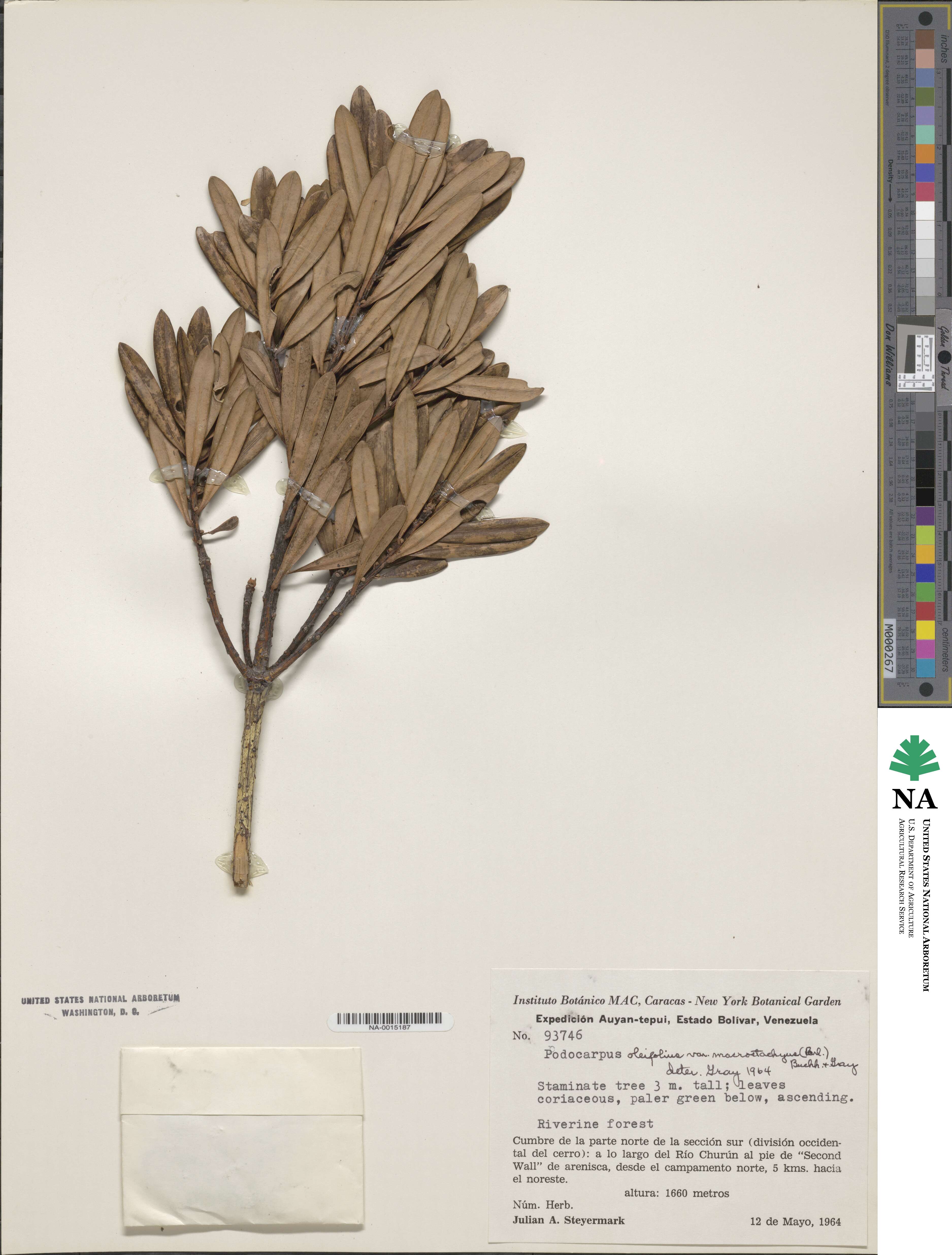 Podocarpus oleifolius image