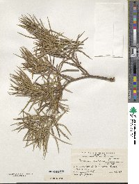Image of Podocarpus parlatorei