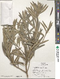 Podocarpus macrophyllus image