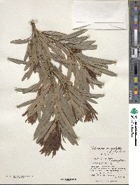 Podocarpus macrophyllus image