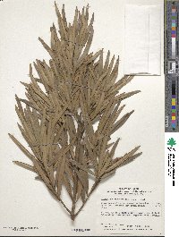 Podocarpus macrophyllus image