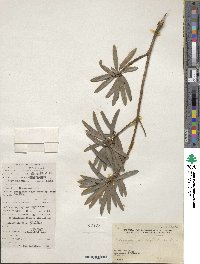 Podocarpus macrophyllus image