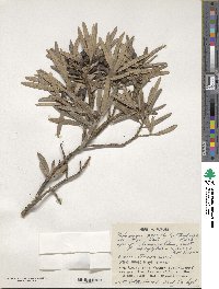 Podocarpus macrophyllus var. maki image