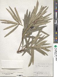 Podocarpus macrophyllus image