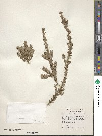 Podocarpus lawrencei image