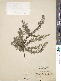 Podocarpus lawrencei image