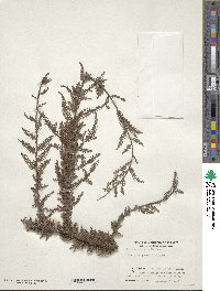 Dacrycarpus dacrydioides image