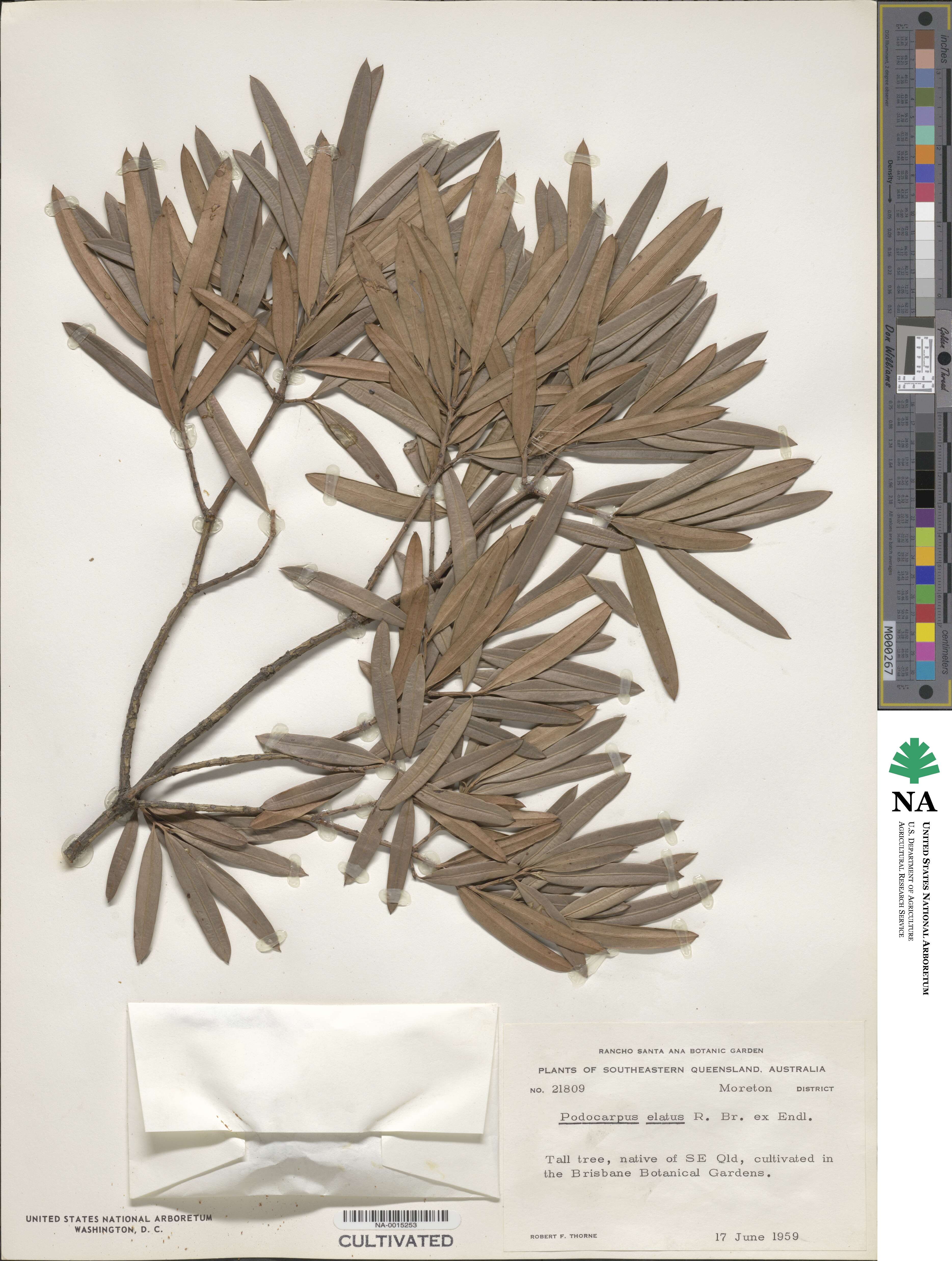 Podocarpus elatus image