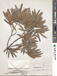 Podocarpus elatus image