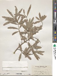 Podocarpus elatus image