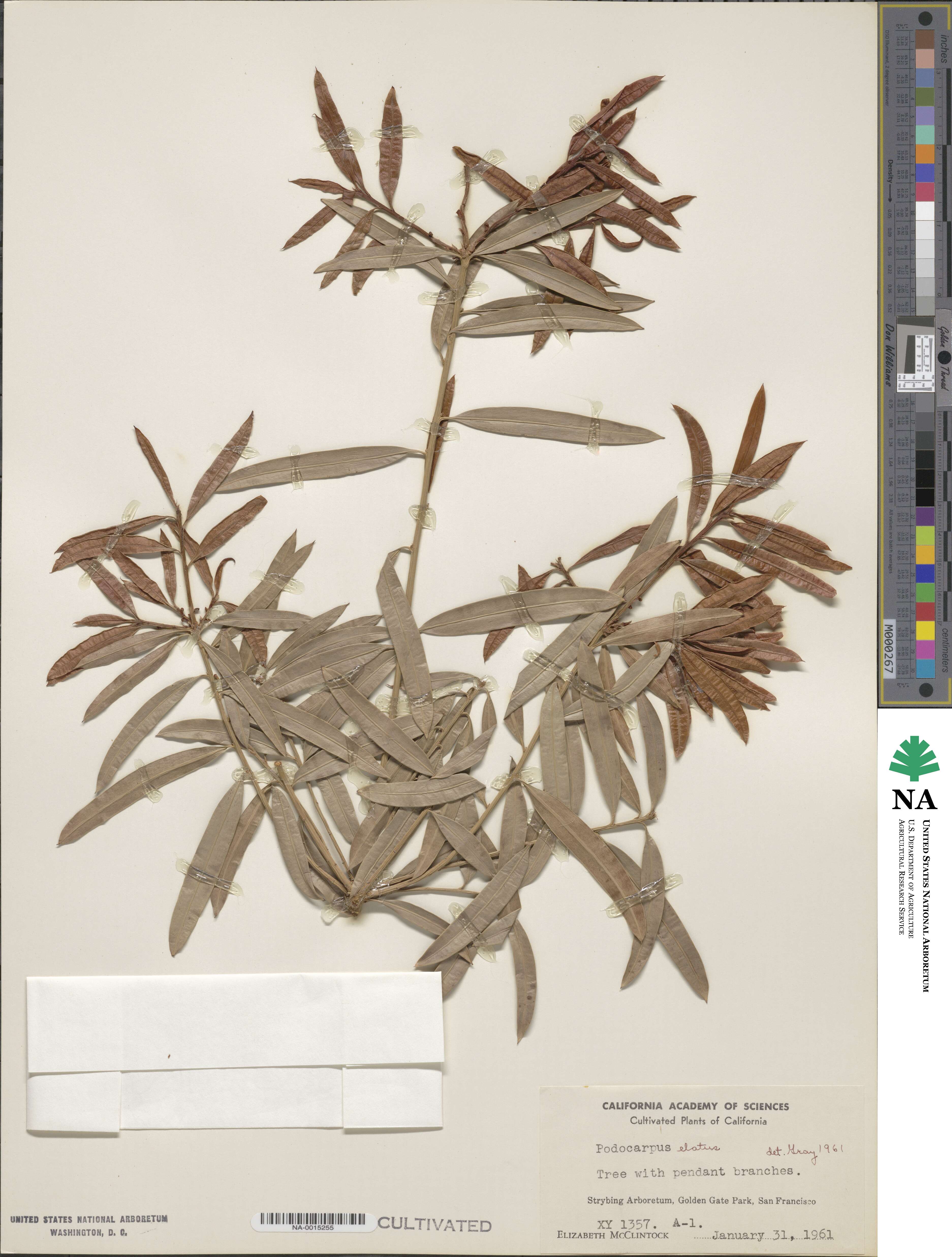 Podocarpus elatus image