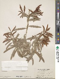 Podocarpus elatus image