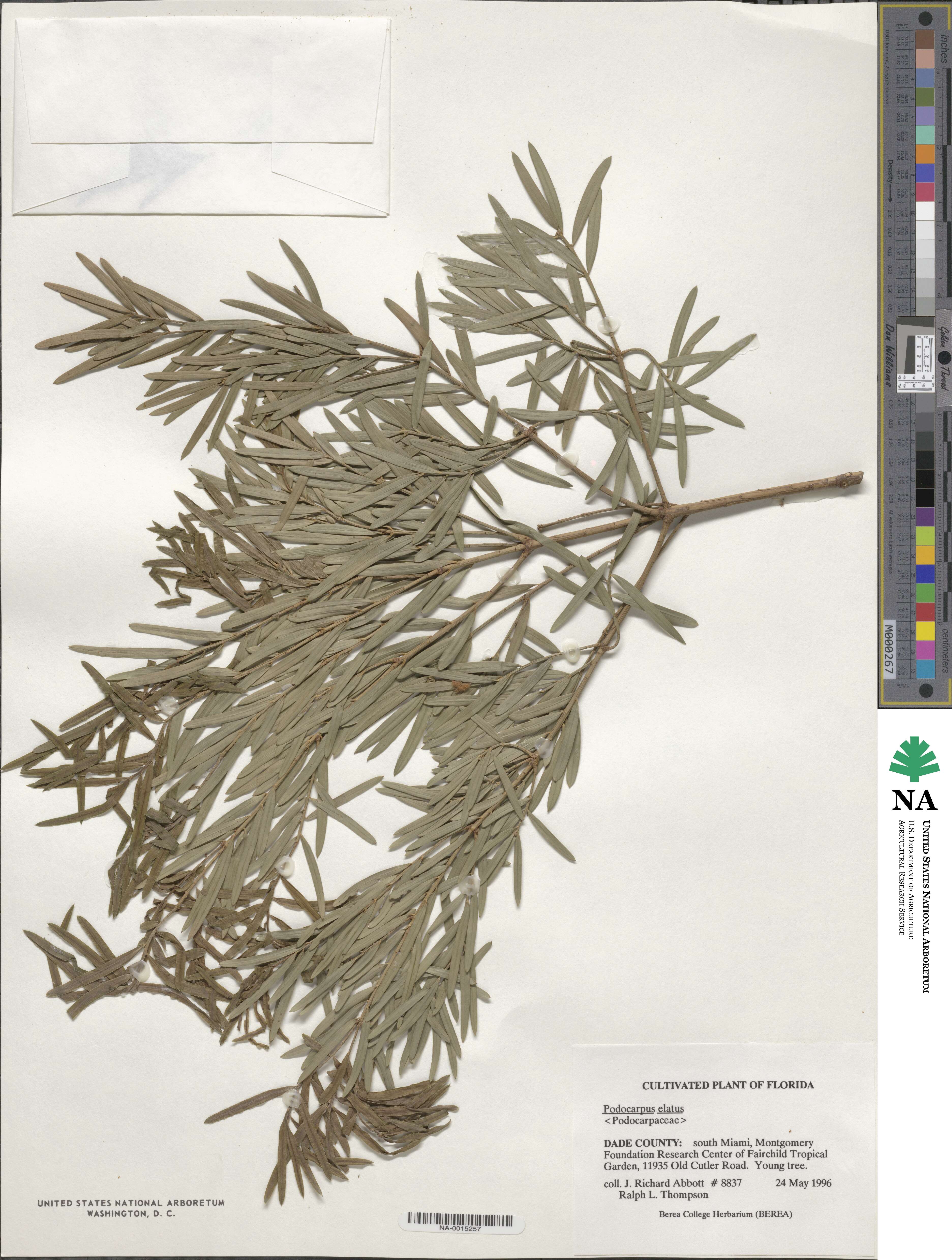 Podocarpus elatus image