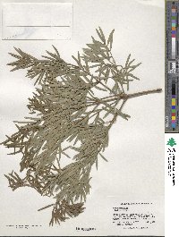 Podocarpus elatus image