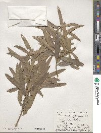 Podocarpus elatus image