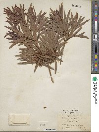 Podocarpus elatus image