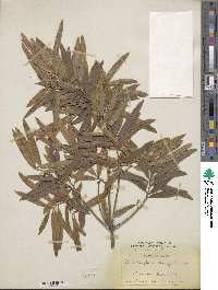 Podocarpus elatus image