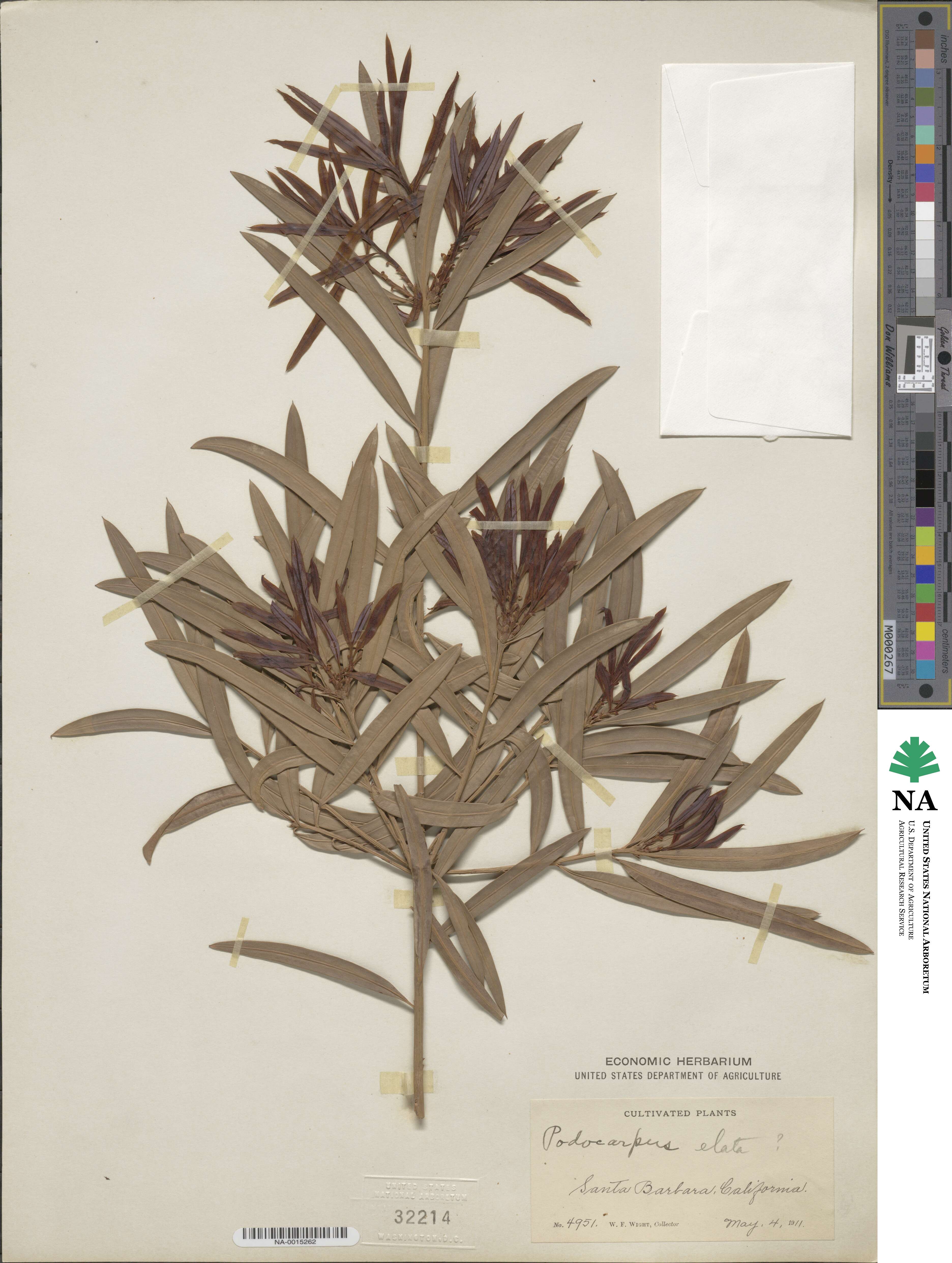 Podocarpus elatus image