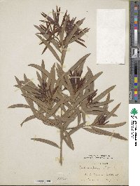 Podocarpus elatus image