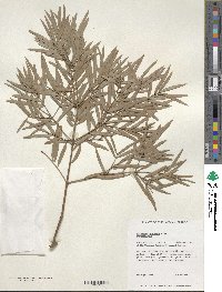 Afrocarpus gracilior image