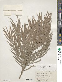 Afrocarpus gracilior image