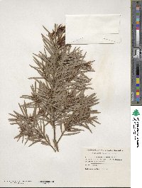 Afrocarpus gracilior image