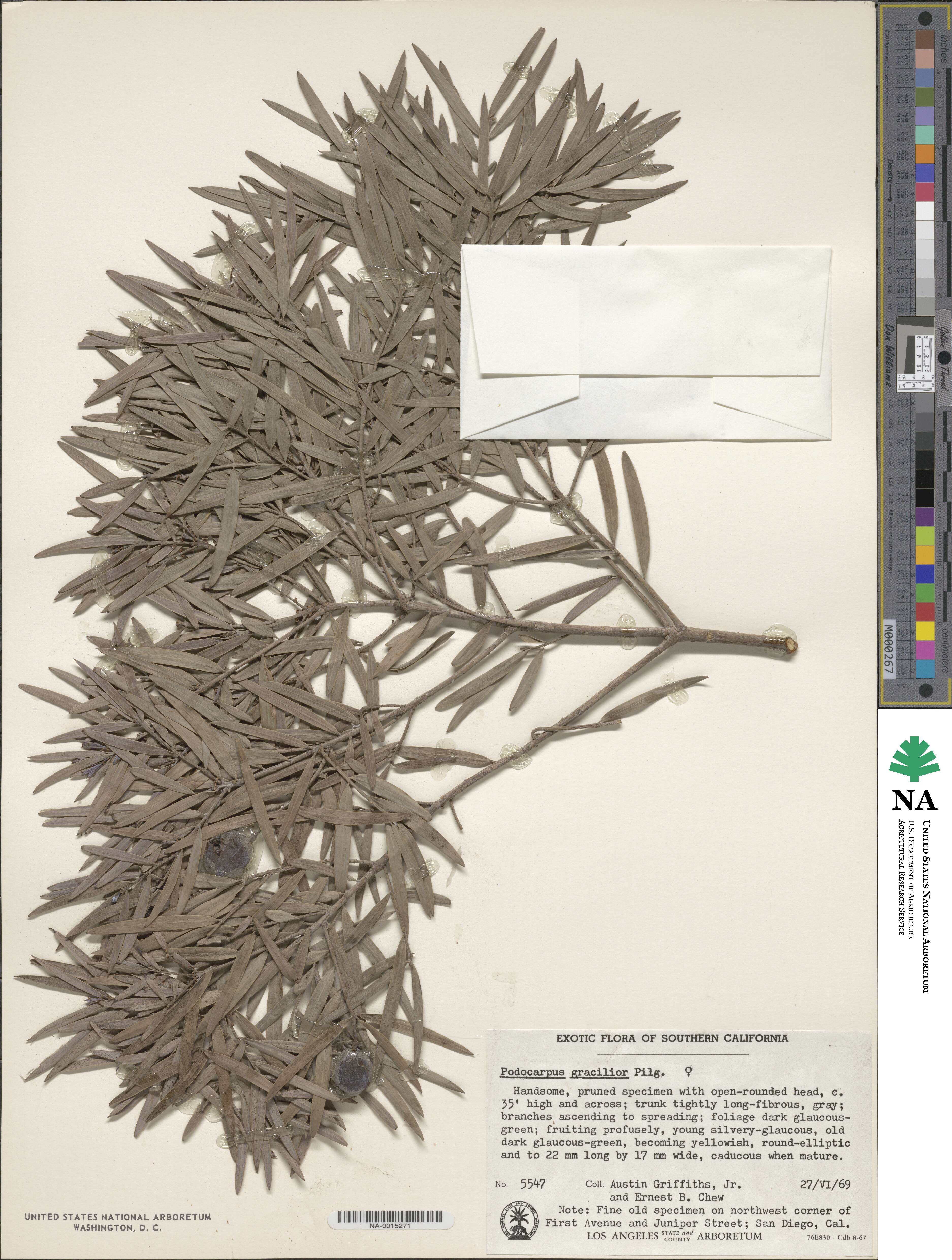 Afrocarpus gracilior image
