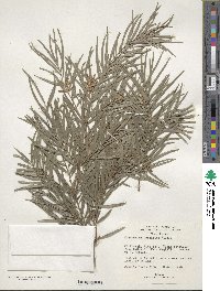 Afrocarpus gracilior image