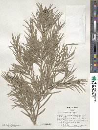 Afrocarpus gracilior image