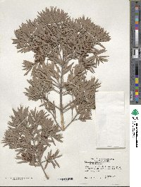 Afrocarpus gracilior image